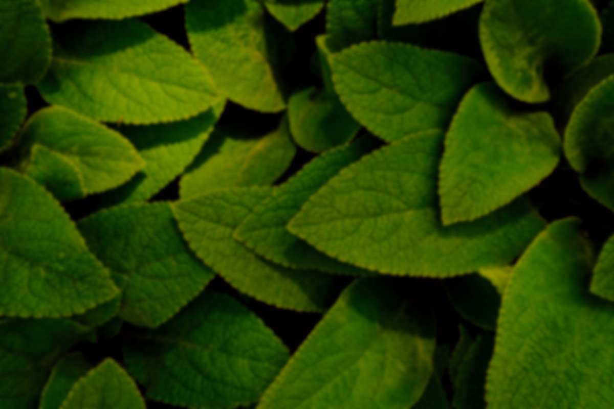 COMBO DETOX 90 DÍAS POWER